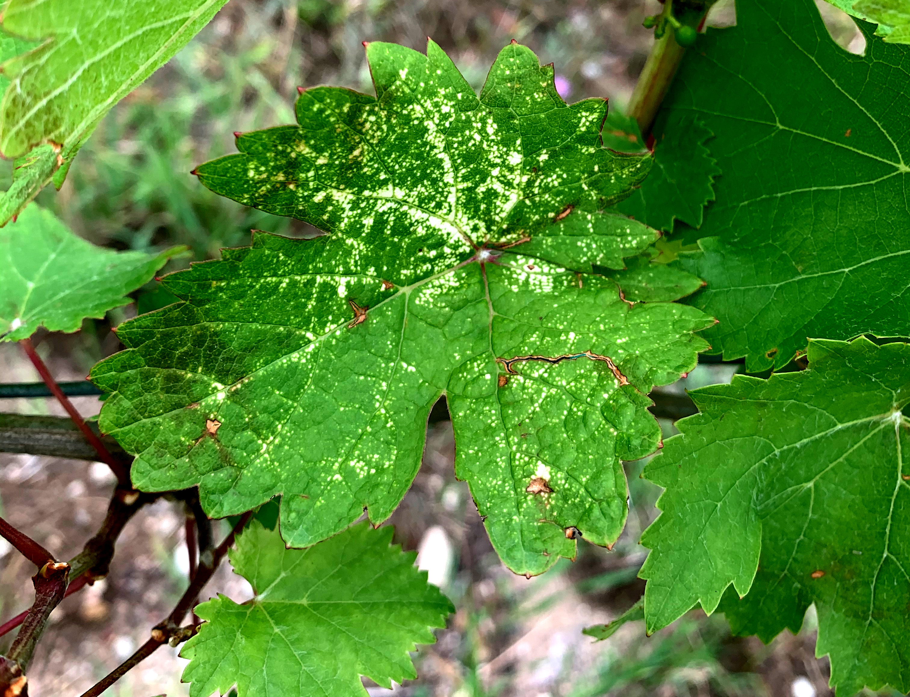 Leafhopper damage